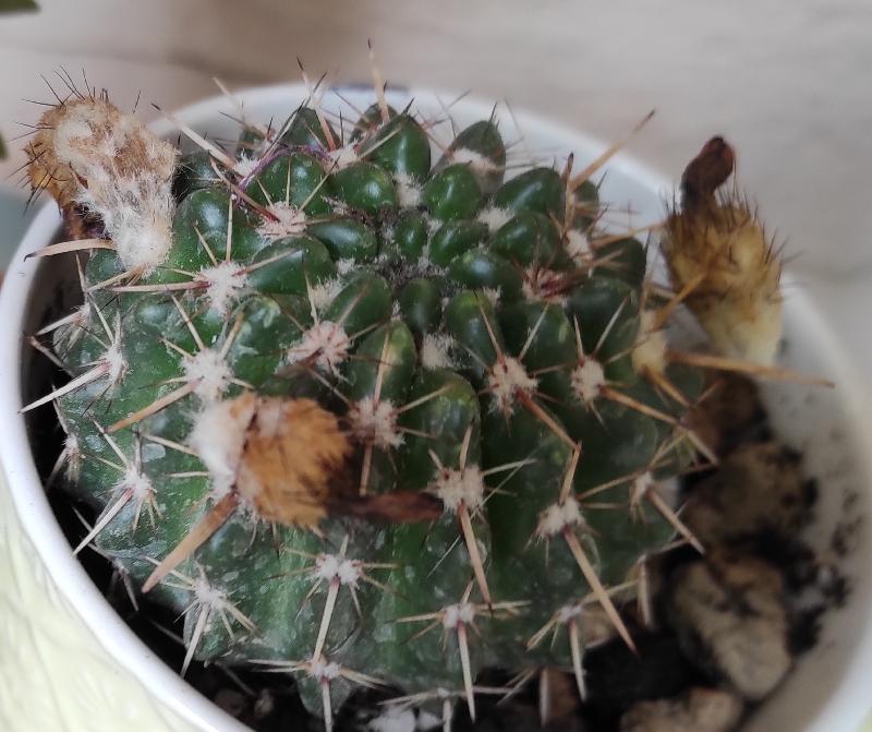 Mammillaria_compressa.jpg